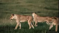 Tanzania: nueve leones mueren envenenados en el famoso parque de Serengeti
