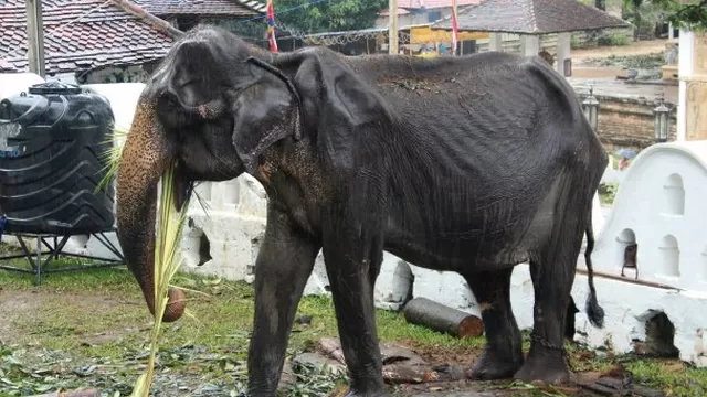 Tikiri, la elefanta esquelética que provocó una gran polémica en Sri Lanka, murió