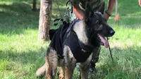 Turquía: Proteo, el perro mexicano que murió en su misión de rescate tras terremoto