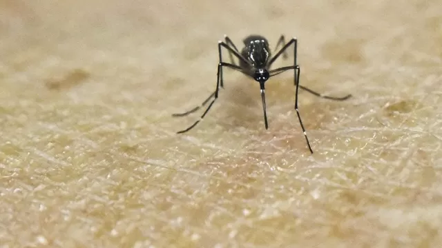 Mosquito aedes aegypti (Vía: AFP)