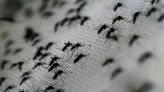 Aedes aegypti. (Vía: Twitter)