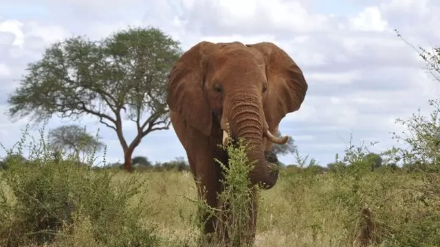Zimbabue: un elefante mata a pisotones a una turista alemana