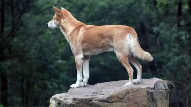 Águila arrojó a un perro en patio de una casa y resultó ser un dingo casi extinto. Foto: pxhere.com