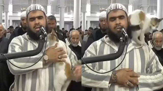 Argelia: Tierno gato se coló en una mezquita y se lanzó sobre orador durante rezos del Ramadán 