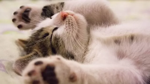 Día Internacional del gato: 4 recomendaciones para la adopción de los mininos. Foto: Pexels
