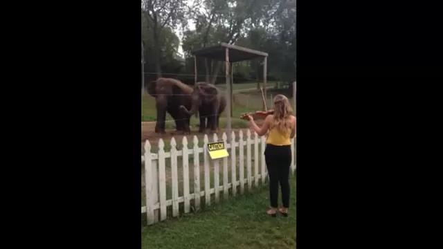 Dos elefantes se mueven al ritmo de un violín 