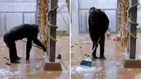 Facebook viral: Chimpancé encuentra una escoba y se pone a limpiar su jaula 