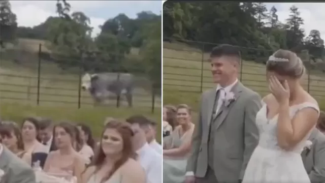 ¿Fue una señal para los novios?: Vaca se hizo viral tras interrumpir boda