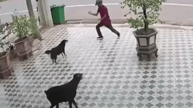 Hombre se defiende del ataque de dos perros haciendo movimientos de Karate Kid