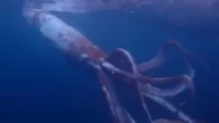Japón:  El calamar gigante que sorprendió a buceadores 