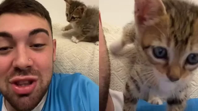 ¡Le dio like sin querer! Estaba viendo el Instagram de una chica y su gato “lo traicionó”