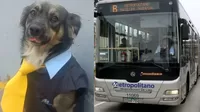 ¡Mi primera chamba! Perro vestido como conductor del Metropolitano se viraliza en redes 