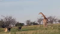 Mira cómo una jirafa protege a su cría de una manada de leonas