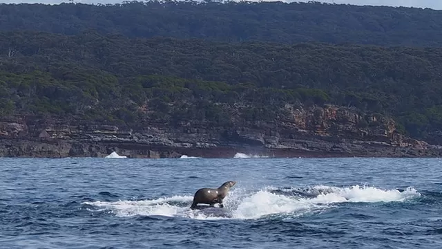 Mujer capturó impresionante momento de una foca surfeando sobre una ballena