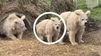 Un oso despertando de su hibernación se vuelve viral por su apariencia sorprendente