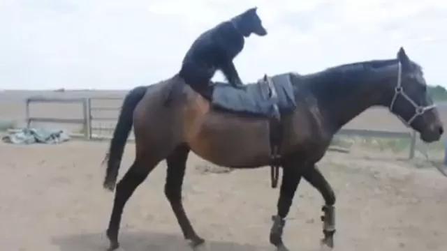 Un perro encontró su nueva forma de transporte: el caballo