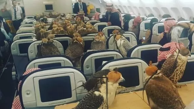 YouTube: un príncipe saudí viajó en avión con 80 halcones 