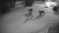 Pumas se hacen virales por pasar en manada por un vecindario de EE. UU.