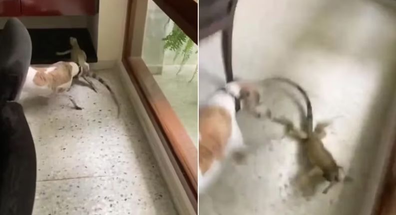 Feroz pelea entre un perro y un lagarto es viral en TikTok