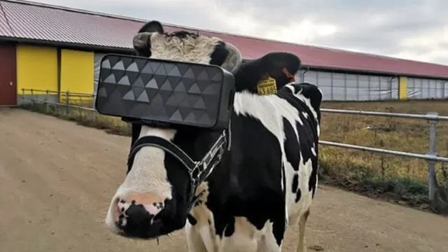 Vacas con gafas de realidad virtual. Foto: Ministerio de Agricultura de Moscú