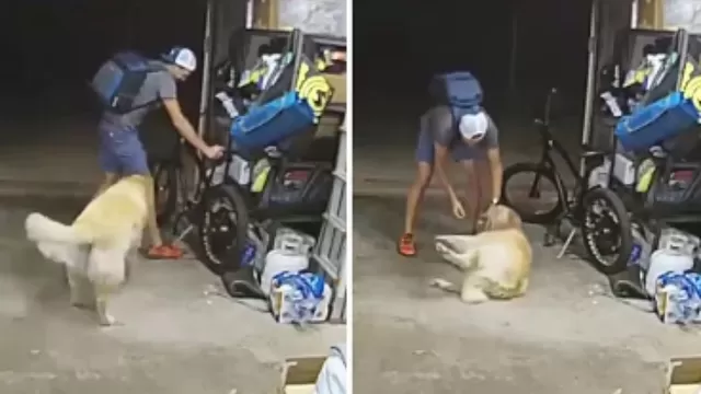 ¡Se hizo su amigo! Ladrón robó en una casa, pero la mascota lo sorprendió con su tierna reacción 