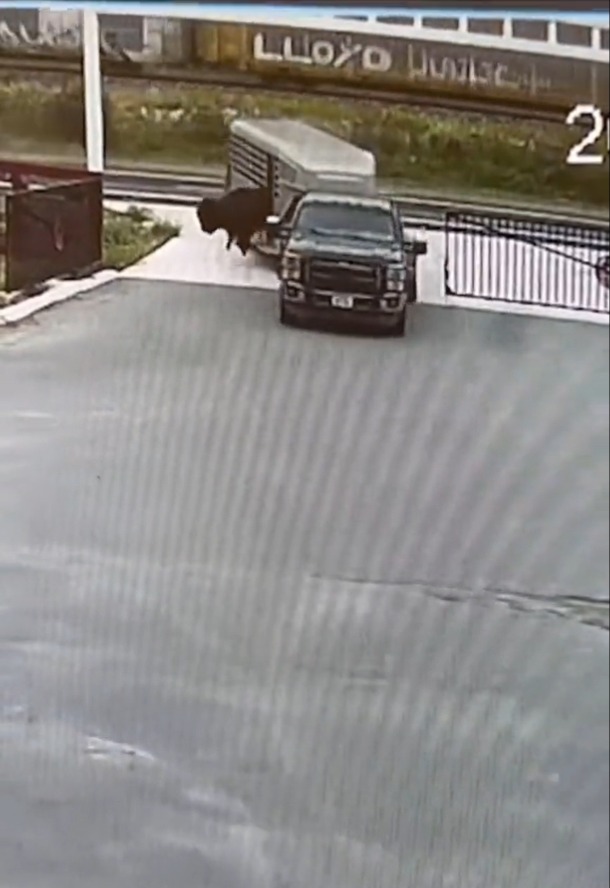 Hombre olvidó cerrar la puerta de furgoneta y búfalos se le escaparon. Foto: Twitter