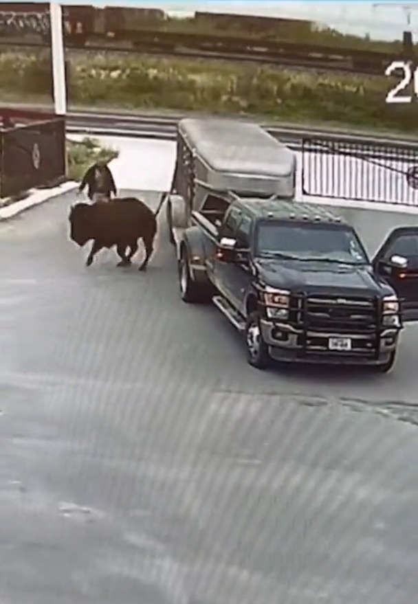 Hombre olvidó cerrar la puerta de furgoneta y búfalos se le escaparon. Foto: Twitter