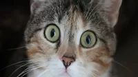 TikTok: La cara de un gato al ver a su dueño acariciando a otro felino se vuelve viral