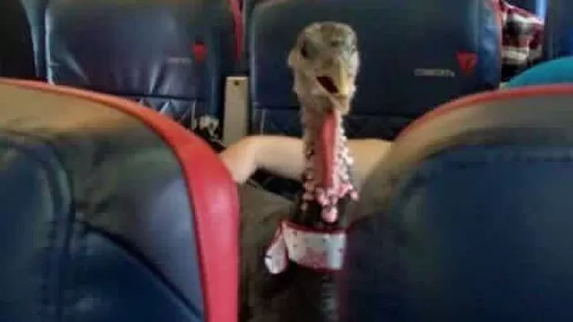 Un pavo viajó en un avión de la aerolínea española Delta. (Vía: Twitter)