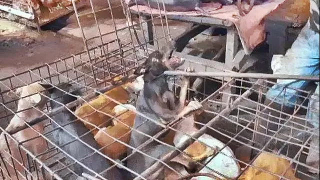 Denuncian masacre de perros en mercados de Indonesia. Imagen: AFP