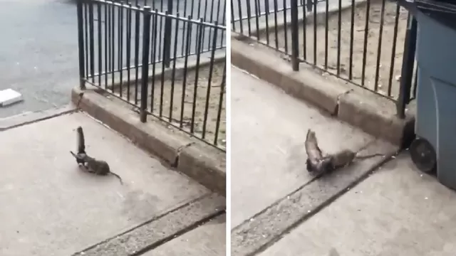 YouTube: Ataque de una rata a una paloma se vuelve viral