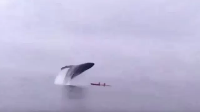 YouTube: ballena jorobada aplasta a pareja de kayakistas