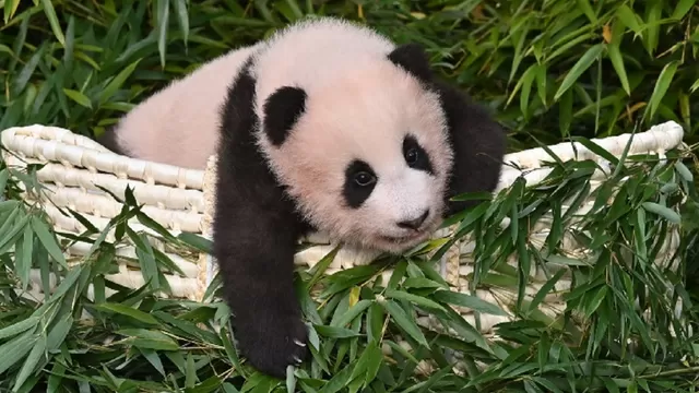 YouTube: Un bebé panda que se aferra a su cuidador conquista las redes sociales