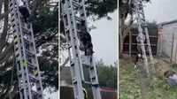 YouTube: Bomberos acuden a salvar a gato atrapado en árbol, pero felino logra bajar sin ayuda