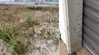 YouTube: Captan cómo millones de arañas invaden casas en Australia para huir de inundaciones