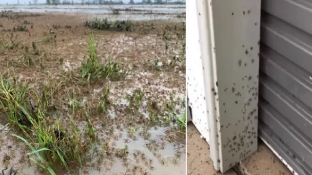 YouTube: Captan cómo millones de arañas invaden casas en Australia para huir de inundaciones. Foto: Foto: @MG__214 / Guardian Australia /Video: 