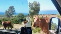 YouTube: Conductor le pregunta a vaca qué camino seguir y la reacción del animal lo sorprende