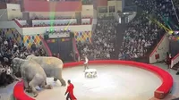 YouTube: Dos elefantes se pelean en plena actuación en un circo repleto de gente