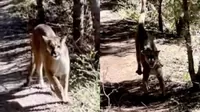 YouTube: Excursionista sobrevive de milagro a su aterrador encuentro con un puma
