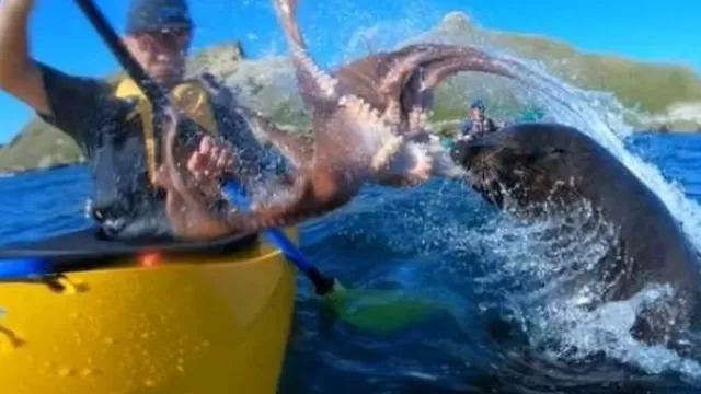 YouTube: foca golpea a kayakista con un enorme pulpo y causa risas a miles