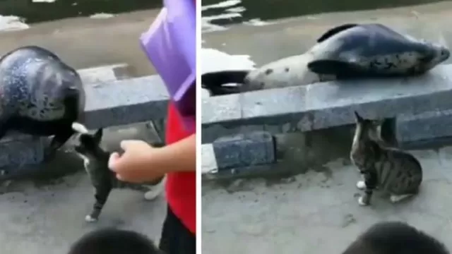 YouTube: foca intentó darle cariño a gato y la reacción del minino causa risas a todos