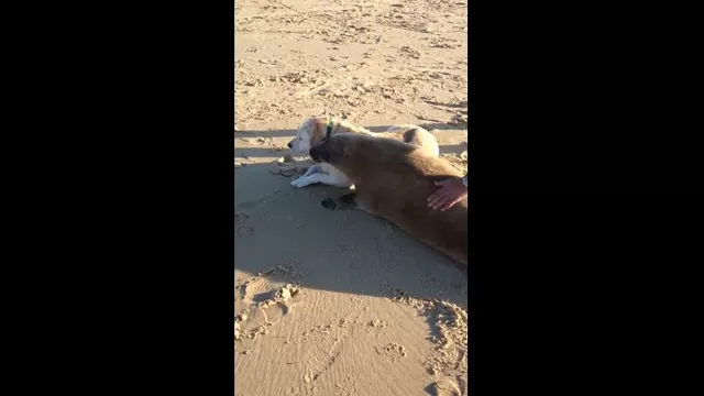 YouTube: foca se abalanza hacia un perro para darle un abrazo