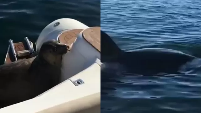 Youtube: una foca se sube a barco para evitar ser devorada por ballenas 