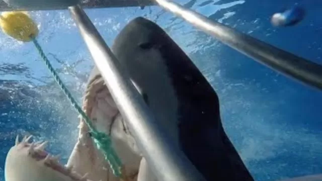YouTube: fotógrafo se salva por poco de que enorme tiburón lo ataque en la cara