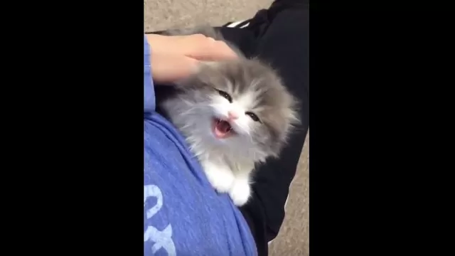YouTube: gatito que quiere hablar causa sensación en redes sociales