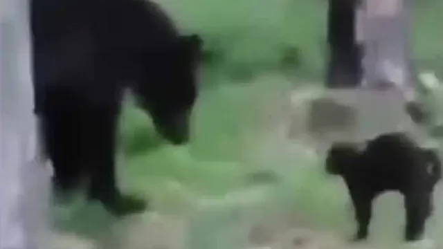 YouTube: Gato se enfrenta a un oso para defender a sus dueños
