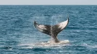 YouTube: Gigantesca ballena azul se acerca y sorprende a grupo de surfistas