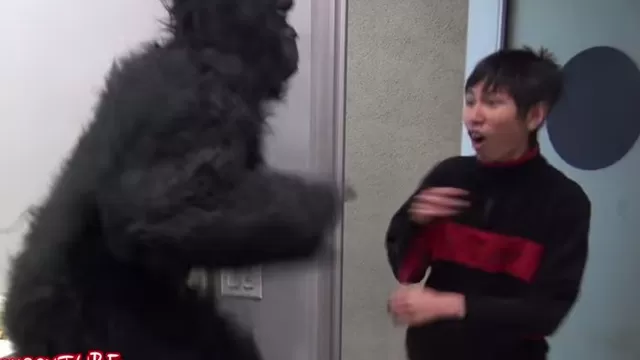 YouTube: gorila genera terror al aparecer en baño de hombres