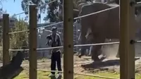 YouTube: Hombre y su hija entran a recinto de elefantes y escapan por poco del ataque de uno de los animales