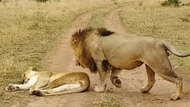 YouTube: león despierta violentamente a leona y genera escena que da la vuelta al mundo
